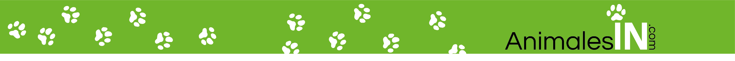 Mundo Animal