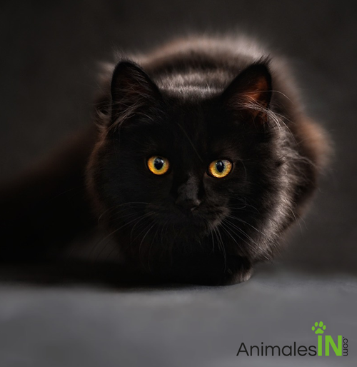 Gato maine-coon