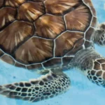 Tortuga