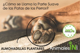almohadillas plantares