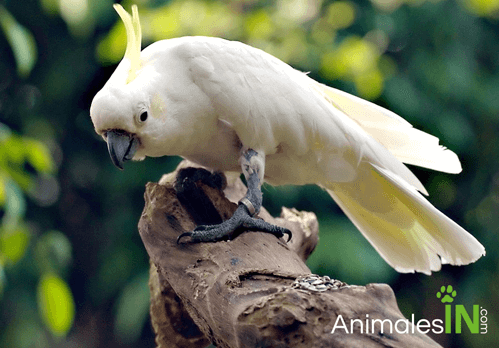 cacatua
