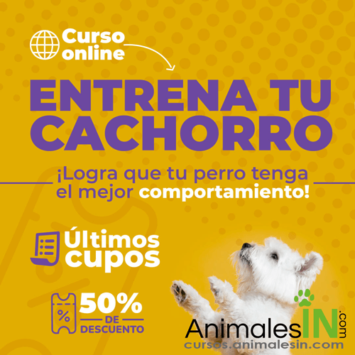 Entrenamiento para cachorros