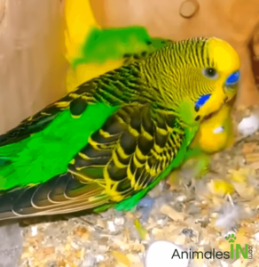 Pericos