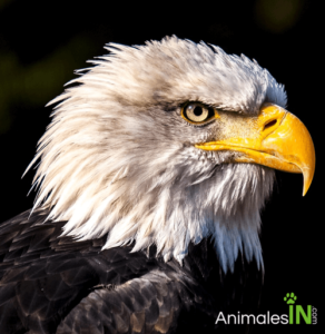 águila