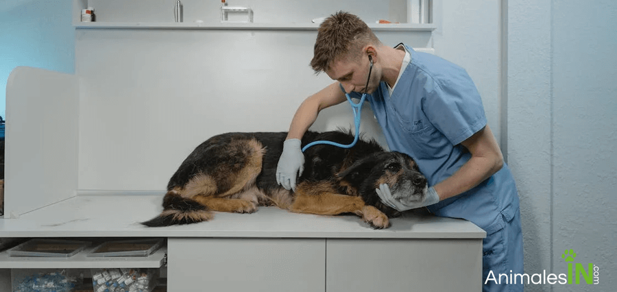 Atención veterinaria