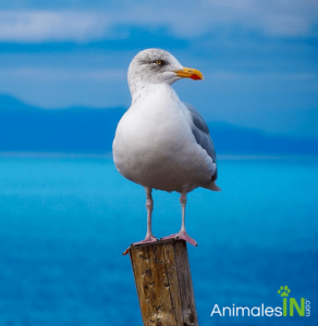 gaviota
