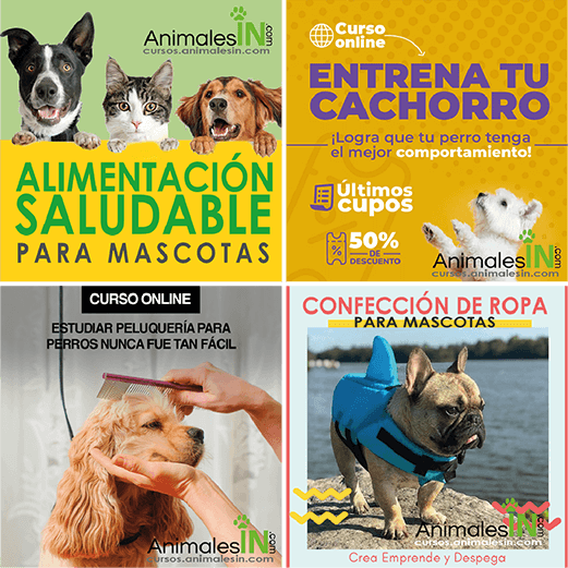 Cursos de animales